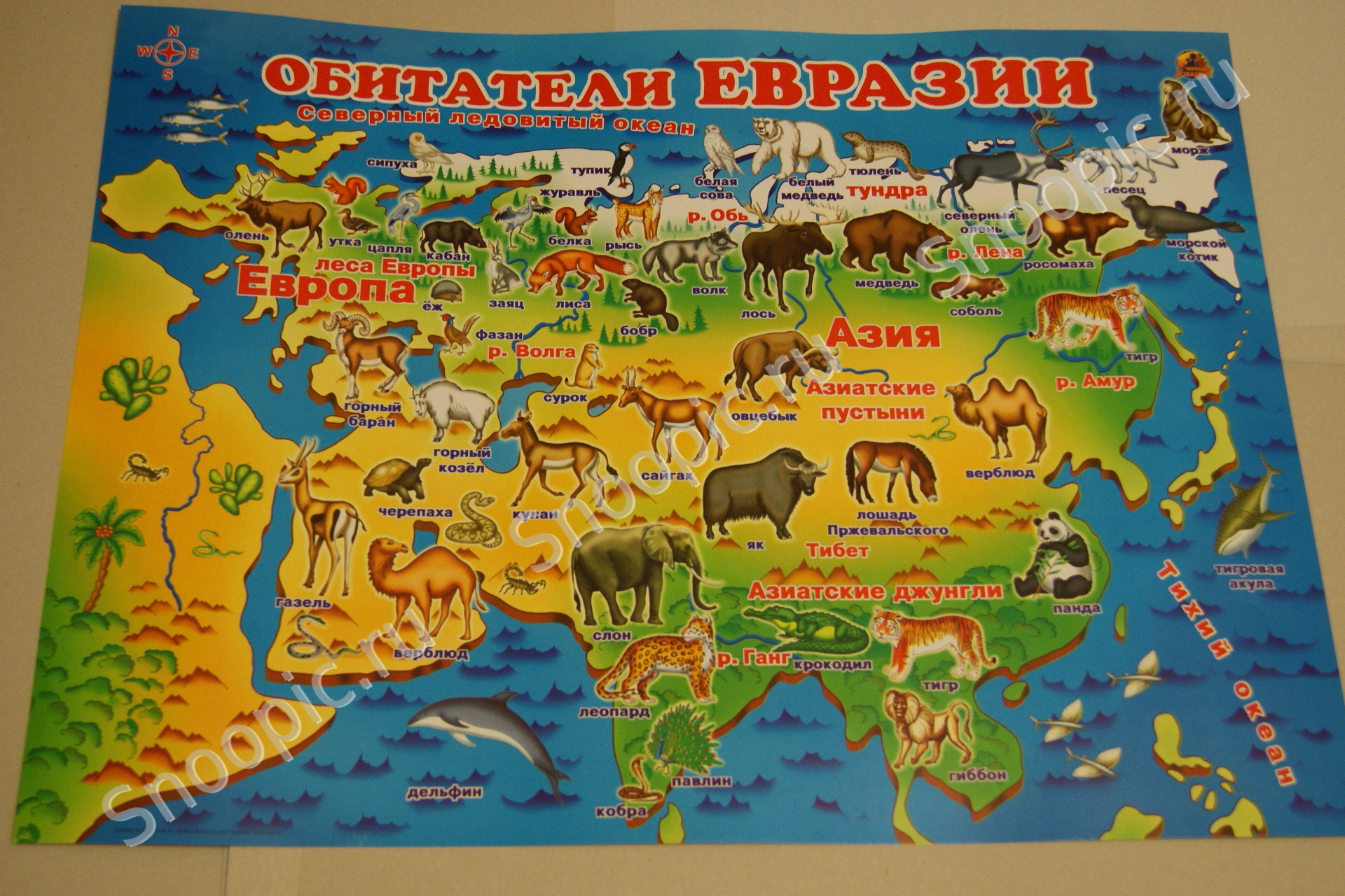 Животный мир материков Евразия