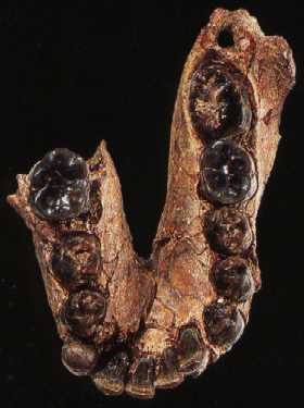 Челюсть ОН7, по которой был описан Homo habilis
