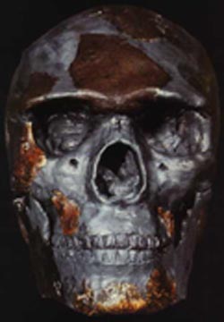 Реконструкция черепа Омо 1 фас