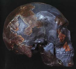 Реконструкция черепа Омо 1 профиль