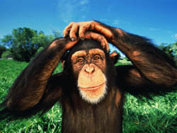 удивлённый шимпанзе
