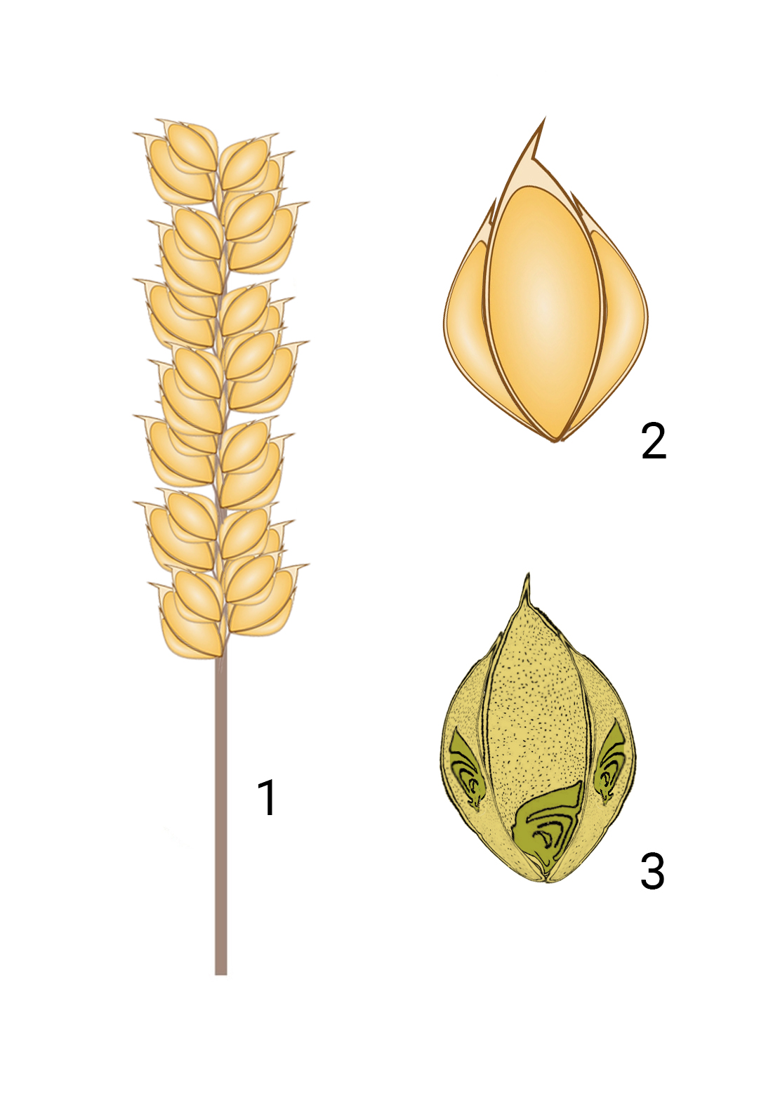 Herbarium of the future - Plants