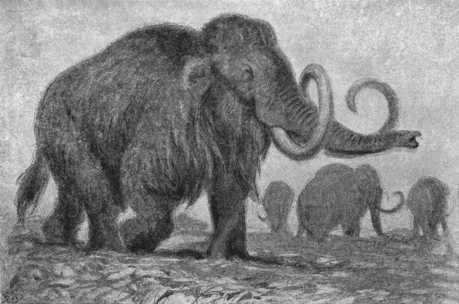 Иллюстрации вымерших животных