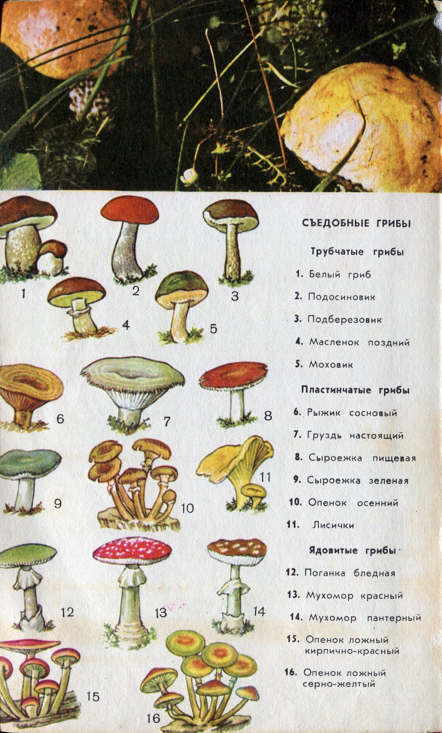 Съедобные и несъедобные грибы пластинчатые и трубчатые