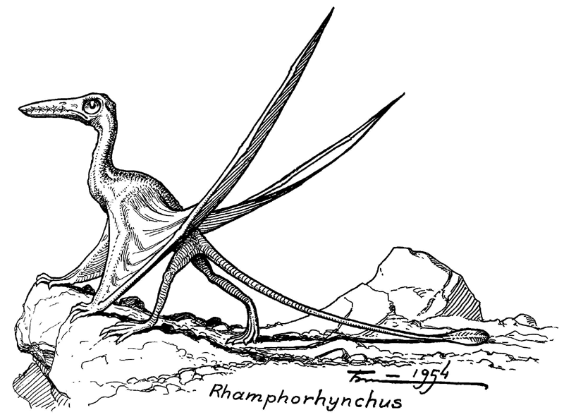 Птеранадон. Рамфоринх Стругацкие. Птерозавры рамфоринхи. Динозавры летающие Рамфоринх. Археоптерикс и Рамфоринх.