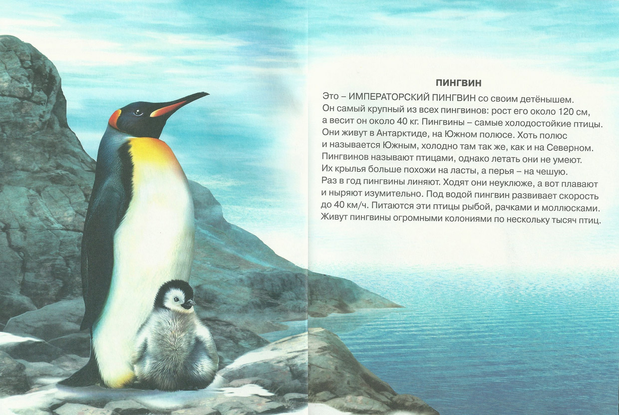 Рассказы про пингвинов для детей. Пингвин энциклопедия для детей. Животный мир Антарктиды. Рассказать детям о пингвинах. Пингвин рассказ для детей.