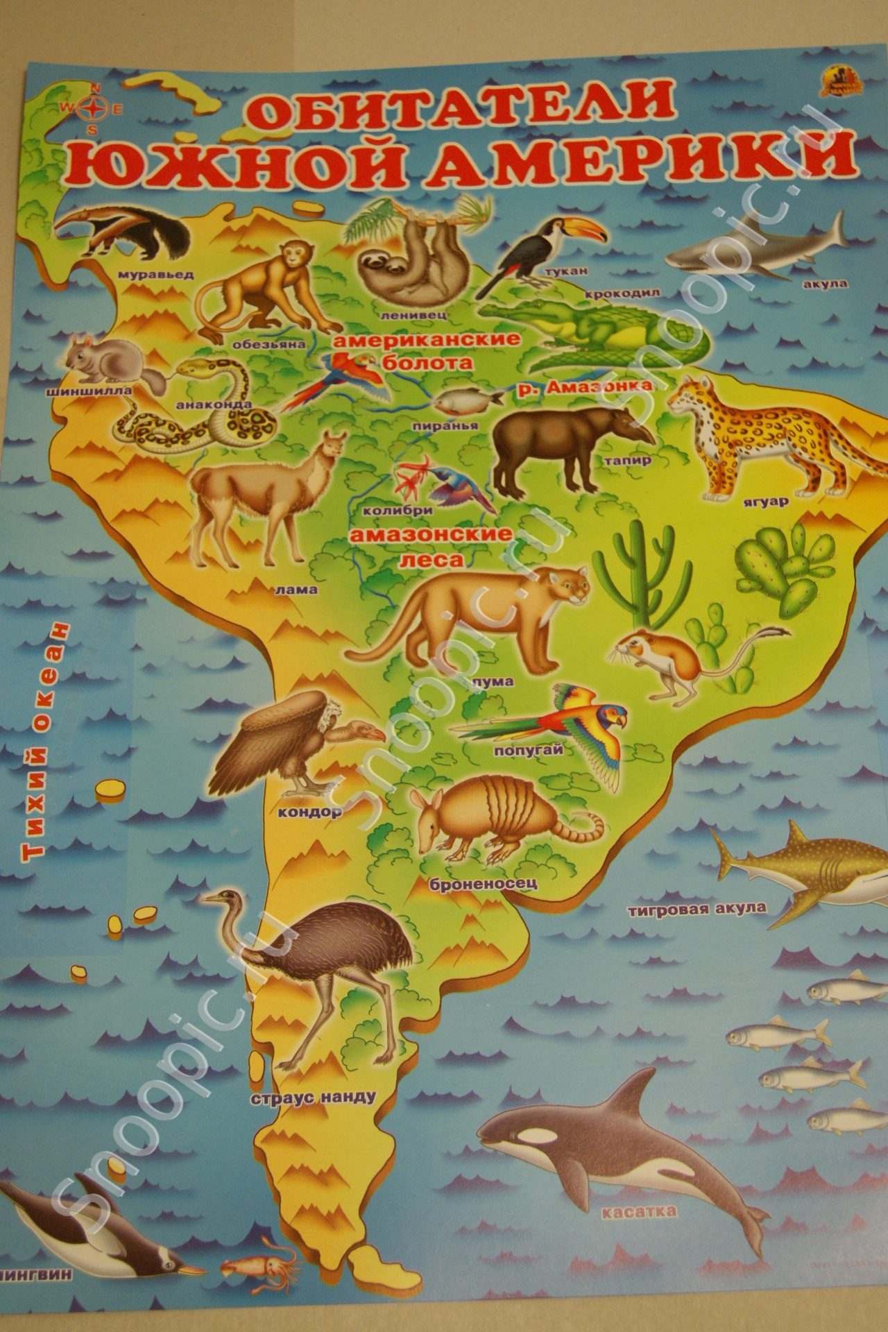 Животный мир материка северная америка. Животный мир Южной Америки карта. Карта животных Южной Америке карта. Животные Южной Америки на карте. Животные материков для детей.