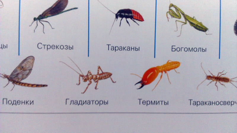 Виды насекомые список. Виды насекомых. Какие бывают насекомые название. Картинки насекомых с названиями. Имена насекомых.