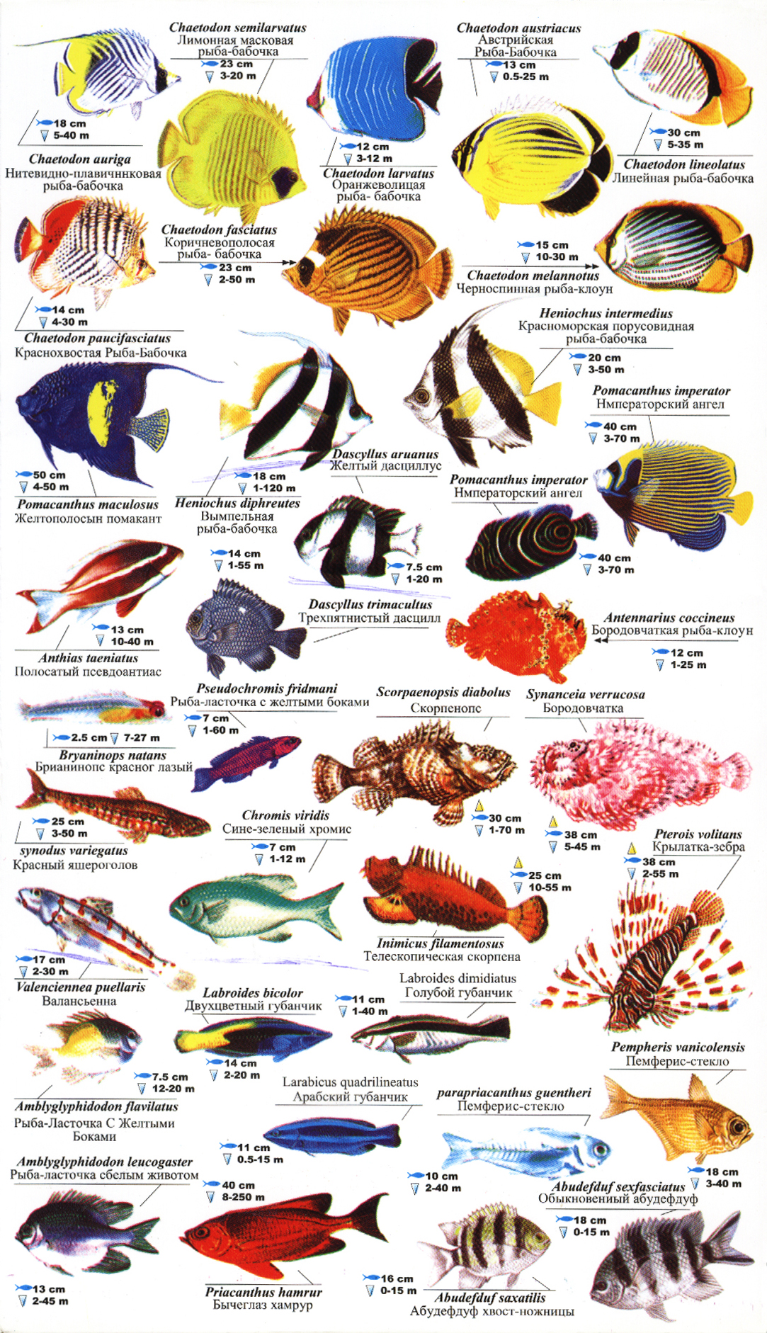 Рыба бабочка геншин. Рыба бабочка. Рыбы бабочки виды. Рыбы красного моря каталог. Строение рыбы бабочки.