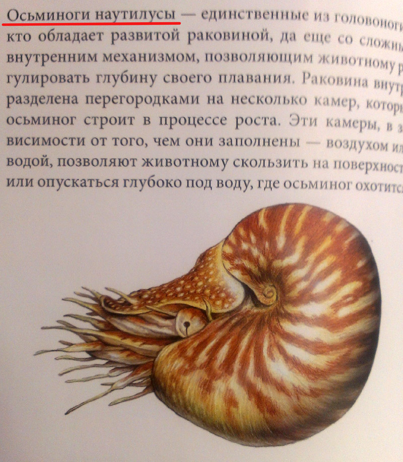 Наутилус зверь текст. Биоляпы. Наутилус осьминог. Осьминог Nautilus Pompilius. Наутилус по описанию из книги.
