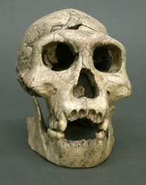 Образец черепа из Дманиси