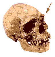 Череп современного австралоида - рисунок с сайта А. Милюкова
