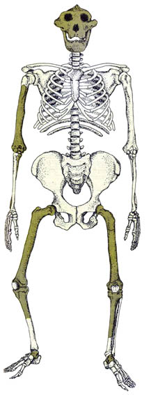 Австралопитек Бойса