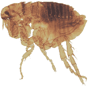 просто блоха, которых мы с Милюковым ловим друг у друга в текстах