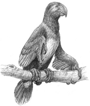 Капро - "попугай с руками"