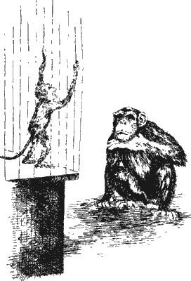 Уошо и "грязная обезьяна"