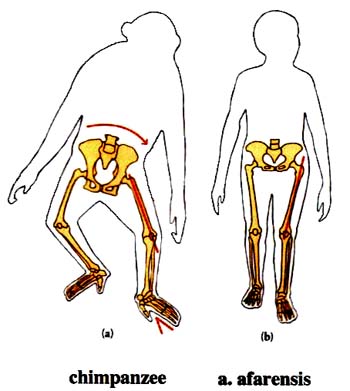 Таз и ноги - австралопитек и шимпанзе