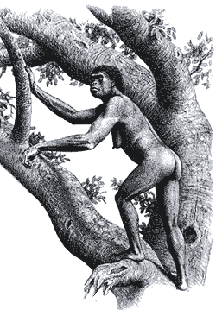 Хабилис на дереве