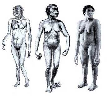 Разные реконструкции хабилиса