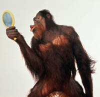 Оранг в зеркале