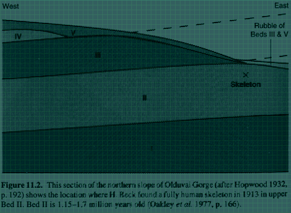 Разрез слоёв отложений в Олдовае в месте находки черепа Река