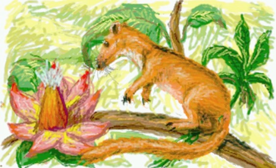 Третьяков эра мангуста 8. Житков мангуста. Мангуст рисунок. Как нарисовать мангуста. Мангуст детский рисунок цветной.