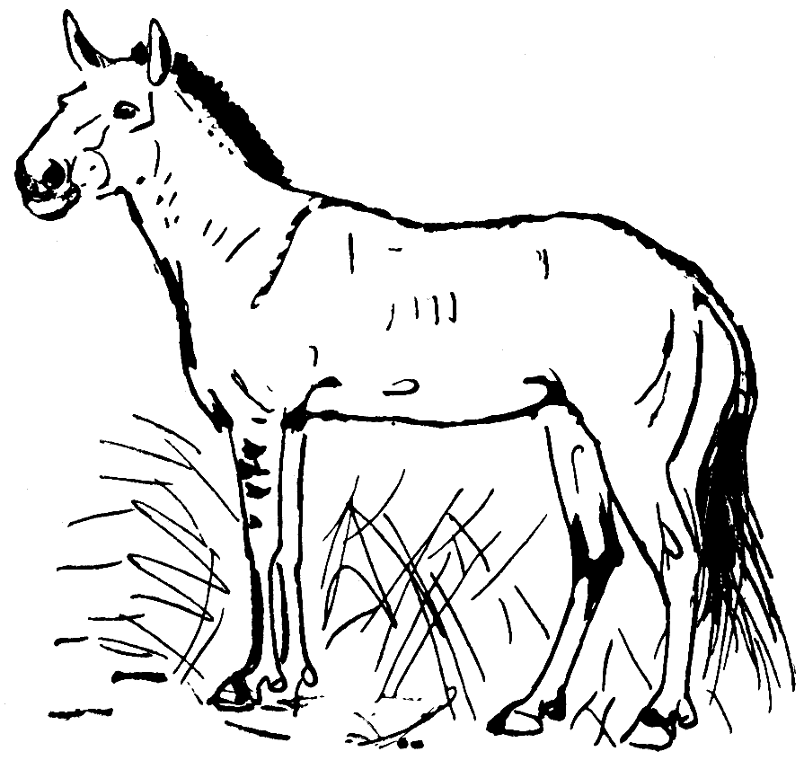 Раскраски всех пород лошадей. Передние конечности лошади. Диковинный зверь рисунок. Бегущая лошадь шаблон.