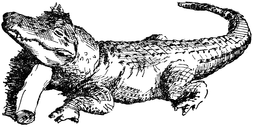 Ящера читать. РОЛЬФ Бломберг «змеи-гиганты и страшные ящеры» (1966). Квинкана вымершие крокодиломорфы. Змеи гиганты и страшные ящеры. Двуглавый крокодил.