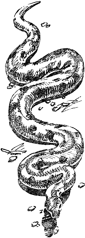 РОЛЬФ Бломберг «змеи-гиганты и страшные ящеры» (1966). Анаконда. Анаконда рисунок. Анаконда эскиз. Анаконда да винчи
