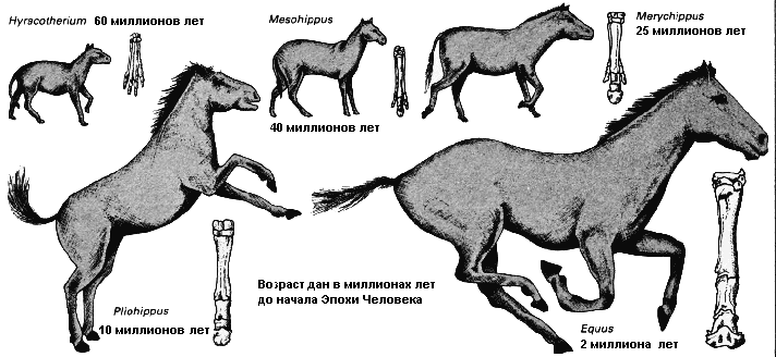 Примеры переходных форм и филогенетических рядов. Эволюция конечности лошади. Эволюция передней конечности лошади. Филетическая Эволюция лошади. Эволюция предков лошади.