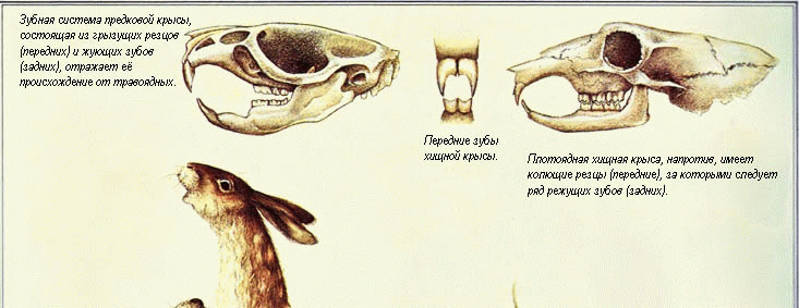 Формула зубов китообразных. Зубная система насекомоядных млекопитающих. Зубная система травоядных млекопитающих. Череп насекомоядных зубная формула. Строение зубов млекопитающих травоядных.