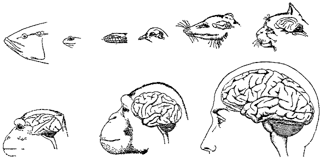 Эволюция размера мозга. Строение головного мозга приматов. Головной мозг человека и приматов. Головной мозг человекообразных обезьян. Головной мозг человека и обезьяна.
