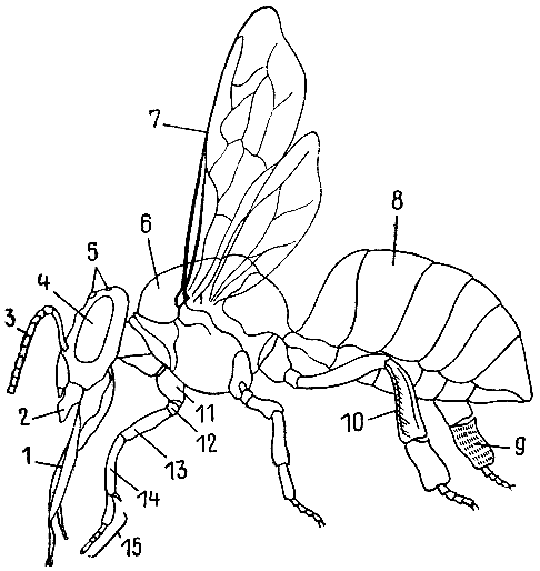 Наружный скелет насекомого
