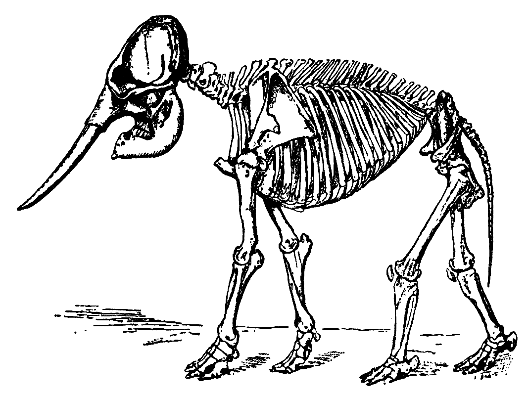 На рисунке изображен скелет вымершего животного. Скелет индийского слона. Скелет слона строение. Рэй Ланкастер вымершие. Скелет ноги слона.