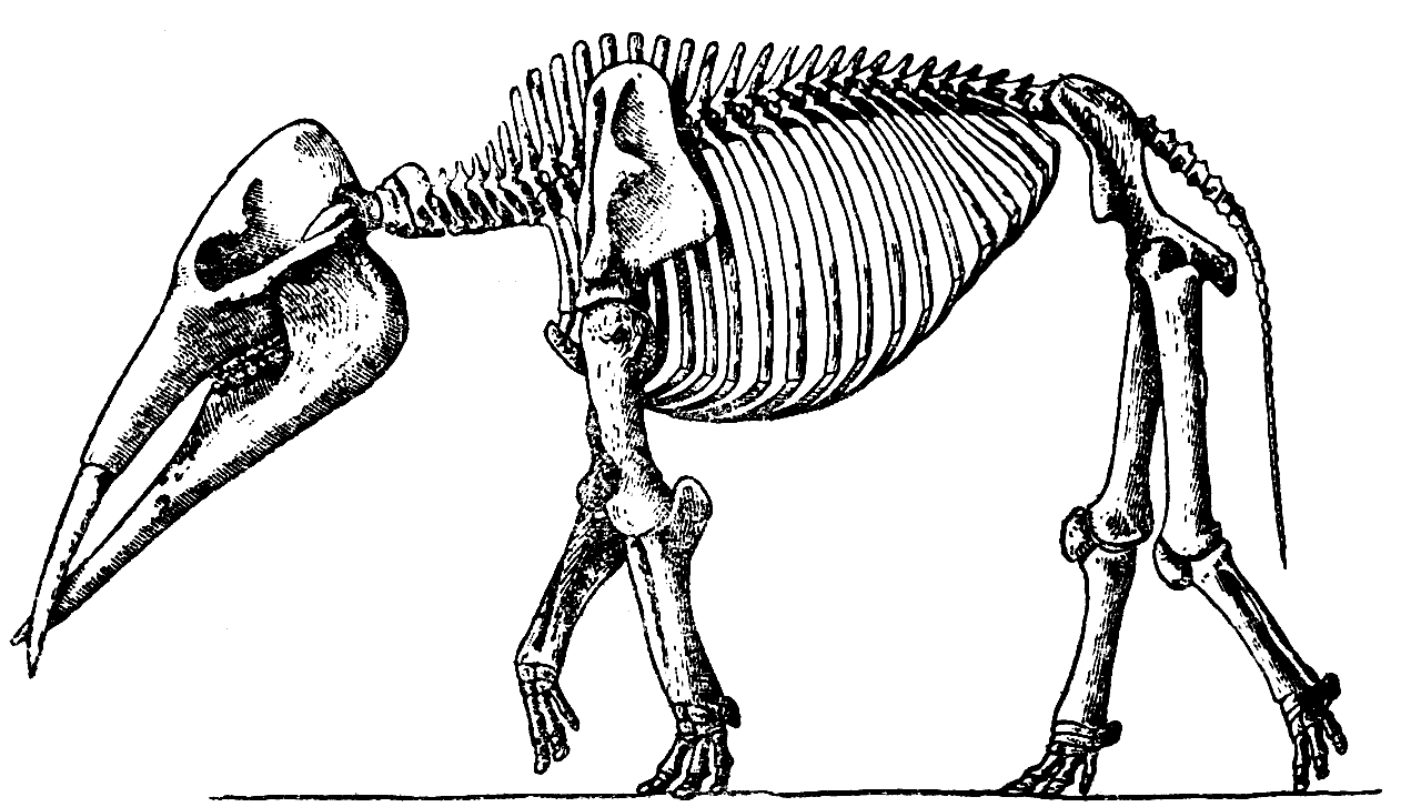 Скелет вымерших животных. Скелет мастодонта. Ланкестер вымершие животные. Скелет слона строение. Хобот слона скелет.