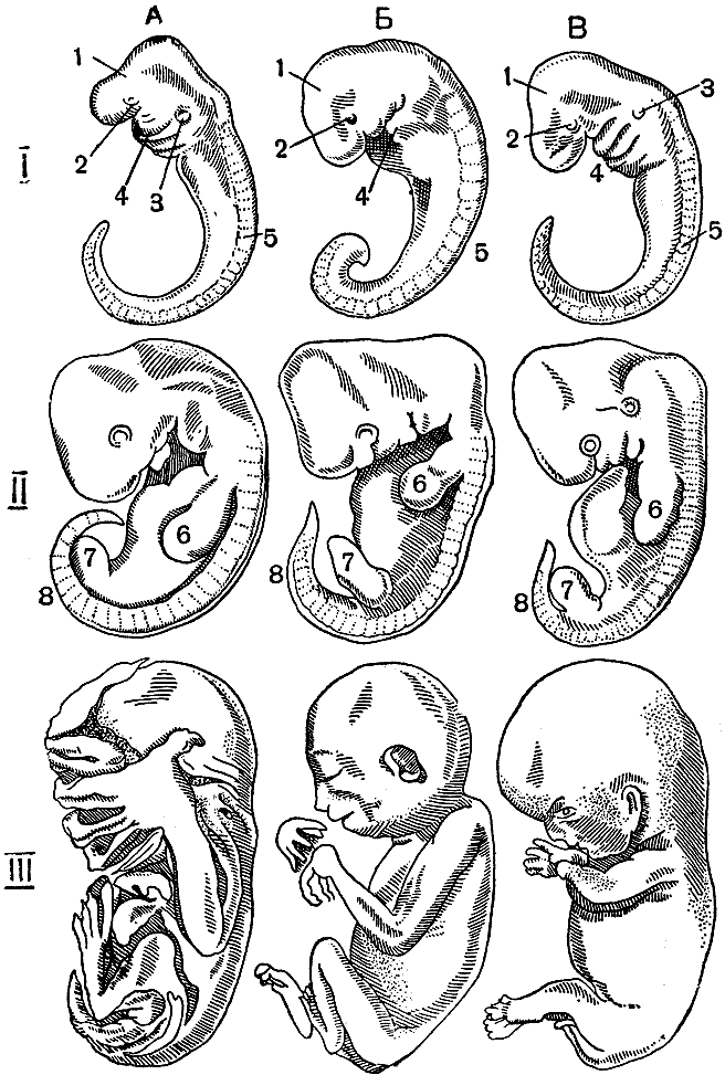 Где и как развивается плод млекопитающих. Схема развития зародыша млекопитающих. Эмбрион млекопитающего. Стадии развития зародыша млекопитающих. Эмбрионы млекопитающих и человека.