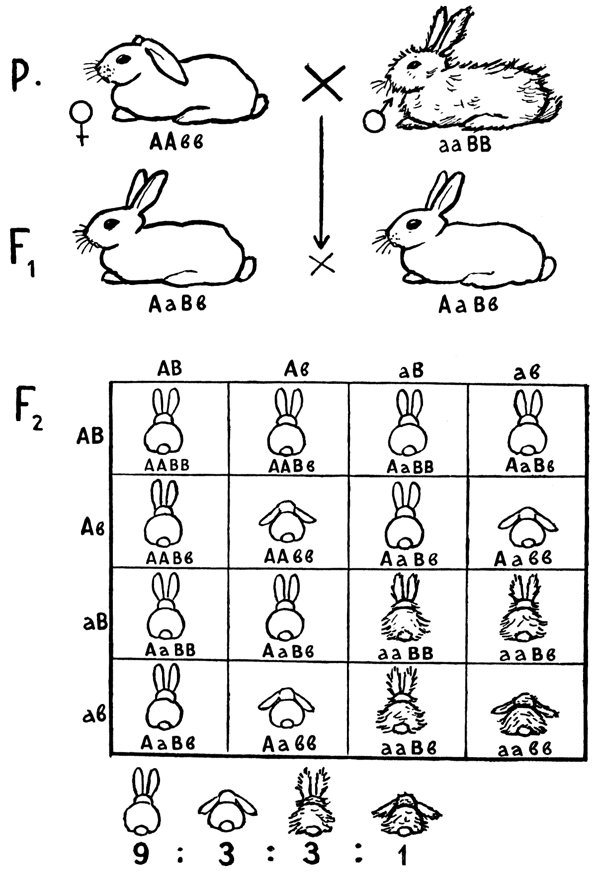 Схема дигибридного скрещивания кроликов. Дигибридное скрещивание кроликов. Схема разведения кроликов. Скрещенные кролики.