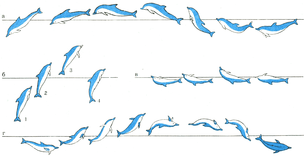 Передвижение рыб в воде. Дельфин в движении. Фазы полета птицы. Передвижение в воде дельфином. Схема движения рыбы.