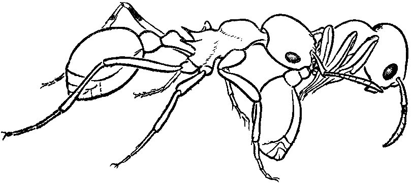 Какой тип развития характерен для муравья. Захаров муравьи. Муравей рисунок. Муравей раскраска для детей. Муравей рисунок карандашом.
