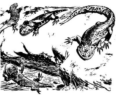 stegocephals