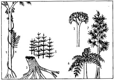 forest_plants