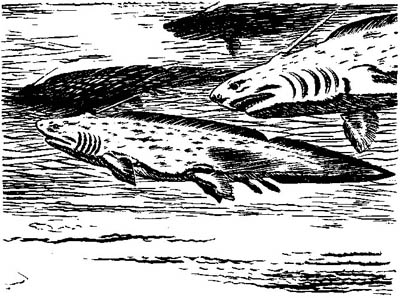 Pleuracanthus