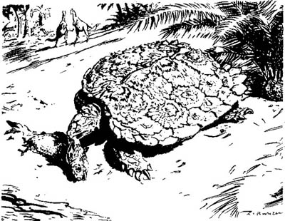 Triassochelys