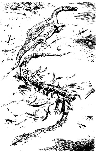 Nothosaurus_Tanystropheus