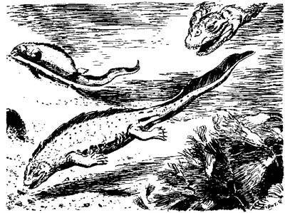 Placodus