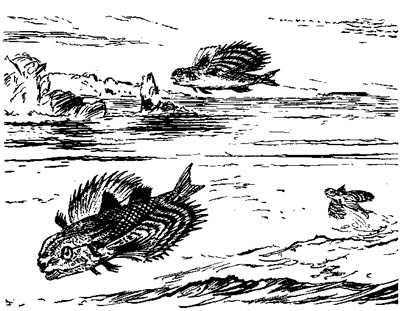 Dollopterus