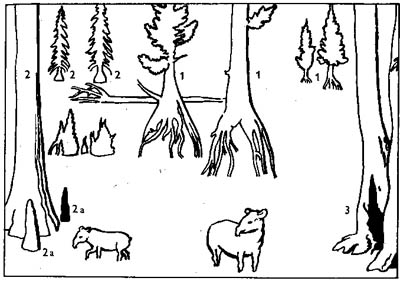 forest
