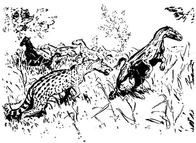 orohippus