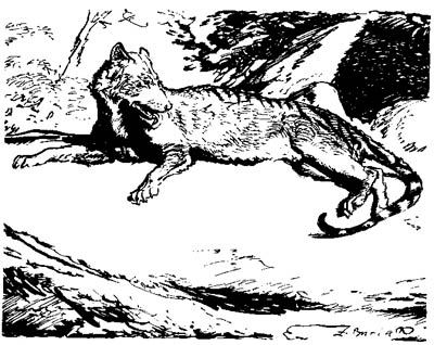 sinoplotherium