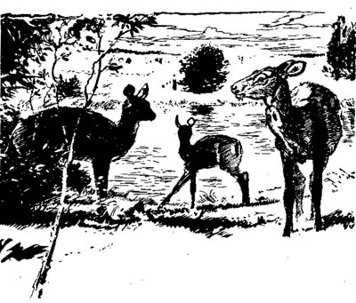 Paleomeryx_herd